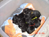 Skittle Puppies!