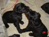 Puppy wrestling