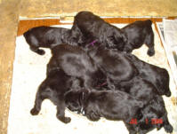 Puppies eating