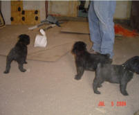 Puppy boys