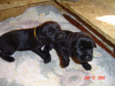 Walking at 2 weeks