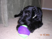 Maggie
