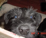 scrappy_nose.jpg