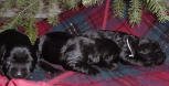 x-mas_puppies.jpg